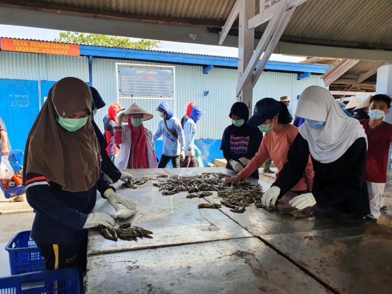 Sekolah Vokasi KKP Siapkan SDM Kompeten Dukung Produksi Udang Nasional