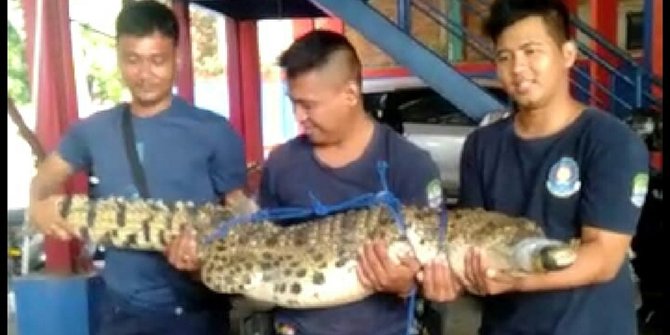 Petugas Linmas di Bekasi Temukan Buaya Dililit Selimut
