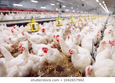 Isolasi Kota Akibat Corona, 300 Juta Ayam Terncam Mati di Peternakan