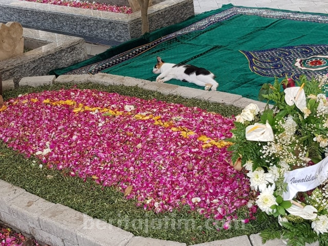 Viral Kucing Peliharaan Gus Sholah `Bersedih` dan Tidur di Makam