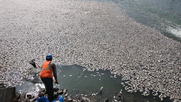 Ratusan Ikan Mati di Perairan Maluku Utara