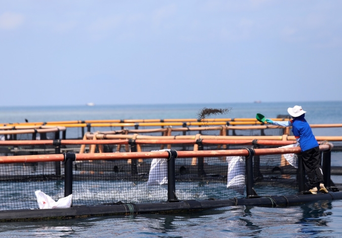 Budidaya Bawal Bintang di Kepulauan Seribu Terus Berkembang