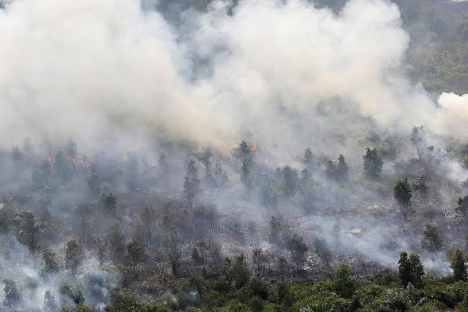 9,5 Hektare Lahan Terbakar di Aceh, 8 Hektare di Riau