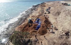 Paus Biru 29 Meter yang Terdampar di Kupang Dikuburkan