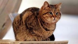 Kucing Legend Ini Boleh Tinggal di Hagia Sophia