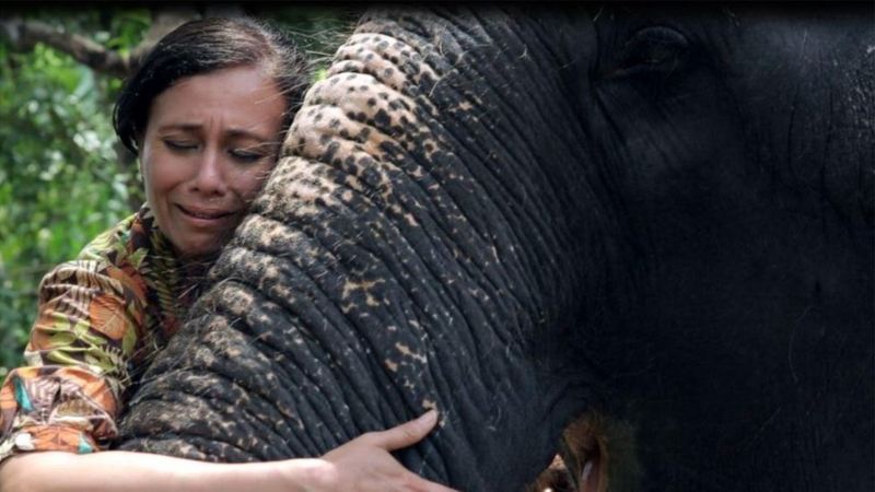 Cerita Wanita yang Berusaha Menyelamatkan Gajah Kuil India