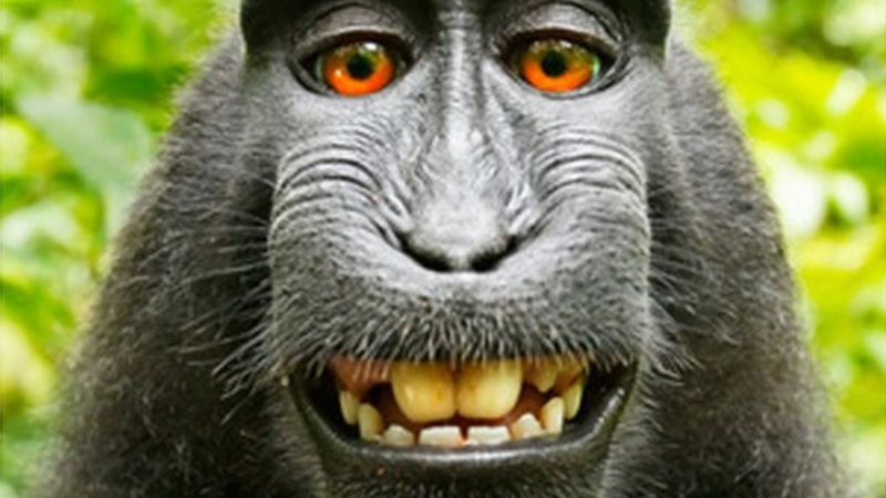 Pria Malaysia Temukan `Selfie` Monyet dalam Ponsel yang Sempat Hilang di Hutan