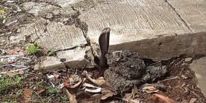 27 Ular Kobra Ditemukan di Permukiman Warga Bekasi