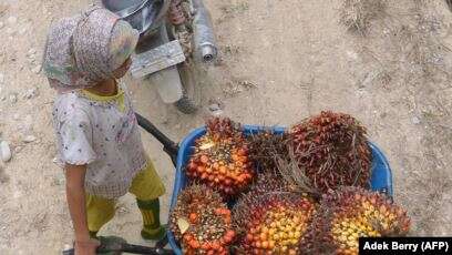 Pekerja Anak, Noda Hitam dalam Industri Kelapa Sawit Indonesia dan Malaysia
