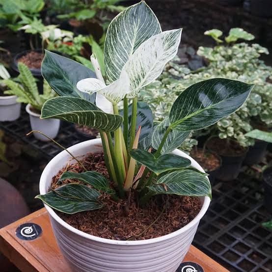 5 Tips Rawat Tanaman Hias Philodendron Birkin