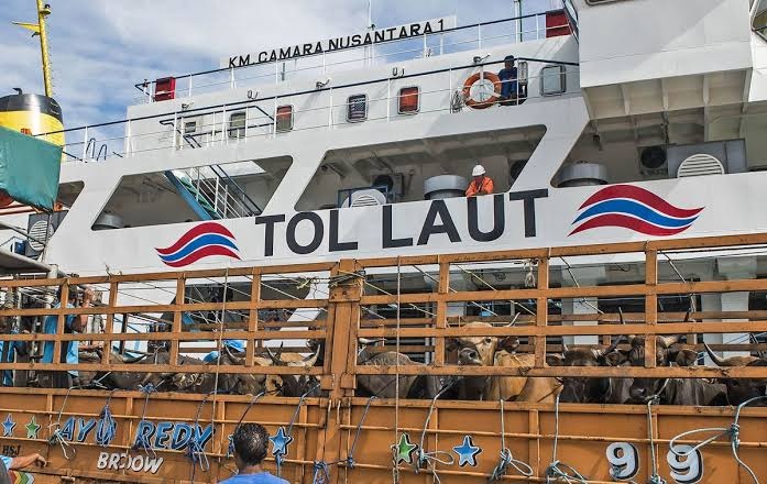 Awal Pekan Ketiga Januari, Pelni Berhasil Angkut 401 Ekor Sapi dari Kupang ke Jakarta