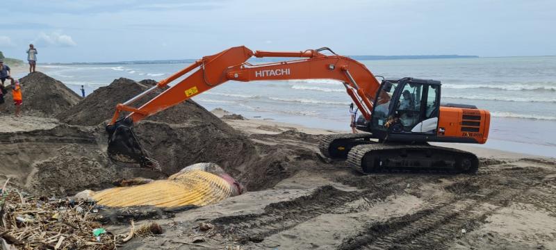 Terdampar Lagi di Perairan Bali, Bangkai Paus Bryde Dikubur di Pantai