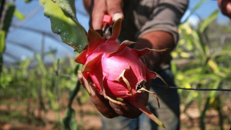 Kamalam: Identik dengan China, Nama Buah Naga Diganti Menjadi `Teratai` di Gujarat