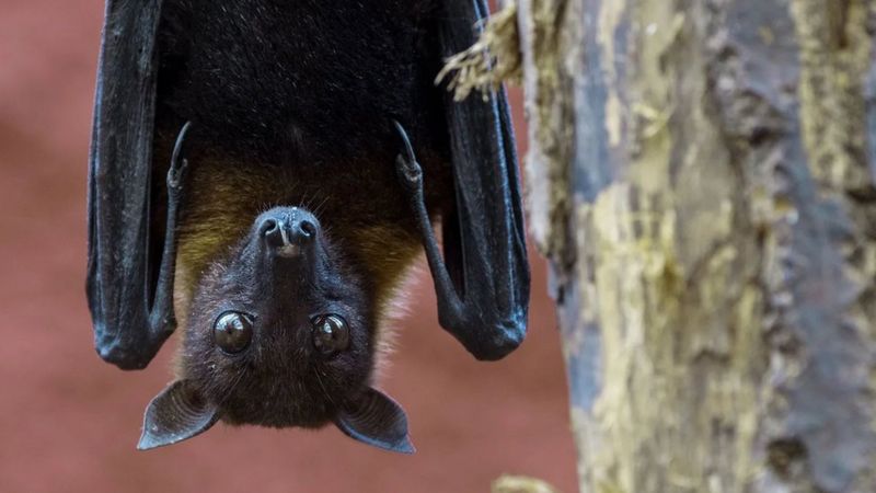 Virus Nipah dan Ancaman Pandemi Berikutnya di Asia