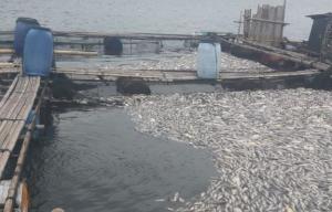 Ribuan Ton Ikan Mati Massal di Waduk Jatiluhur Purwakarta, Petani KJA Rugi Miliaran Rupiah 