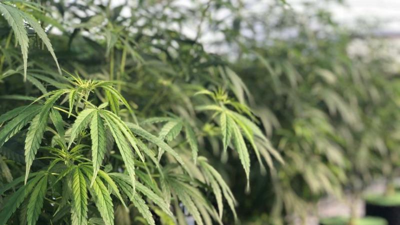 Australia Barat Akan Jadi Rumah Bagi Ladang Ganja Untuk Kesehatan Terbesar di Bumi Bagian Selatan