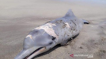 Lumba-lumba Mati Terdampar di Pantai Tapanuli