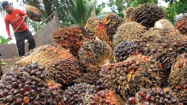 Sri Lanka Larang Impor Sawit Asal Indonesia