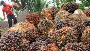 Sri Lanka Larang Impor Sawit Asal Indonesia