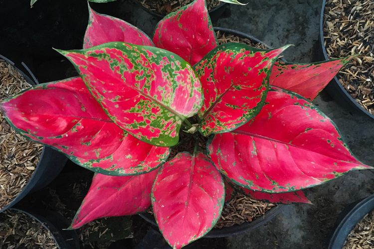 Tips Membuat Tampilan Daun Aglonema Jadi Mengilap dan Segar