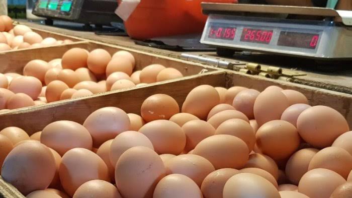 Telur Ayam Terancam Langka, Stok Defisit Bulan Depan