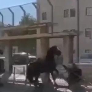 Viral Video Kuda Turunkan Paksa Tentara Israel, Netizen: Binatang Aja Tau Mana yang Jahat
