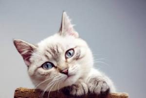 6 Benda Rumahan yang Bisa Meracuni Kucing Kesayangan