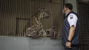 5 Fakta Dua Harimau Sumatera Positif Corona Isoman di Ragunan
