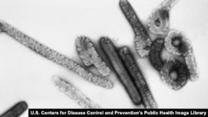 WHO Ingatkan Virus Marburg yang Mirip Ebola