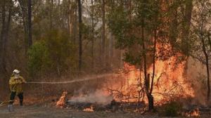 Kebakaran Hutan Hebat Landa Aljazair, 42 Orang Tewas