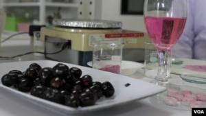 Buah Jamblang sebagai Produk Minuman Kesehatan dan Sumber Pangan Lokal