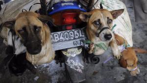  Wacana Larangan Konsumsi Daging Anjing Masuk dalam Topik Pilpres Korsel