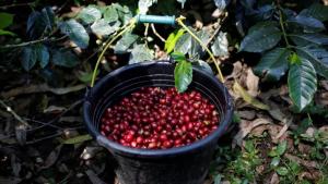 Laris Manis, Indonesia Ekspor 3.000 Ton Kopi Robusta ke Mesir