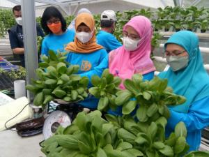 Mantap, 100 Kg Pakcoy dan Kangkung Berhasil Dipanen di Rooptop Kantor Walikota Jakpus