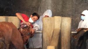 Penyakit Kuku dan Mulut Terjang 381 Ekor Sapi di Garut 