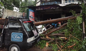 Dua Mobil Rusak Tertimpa Pohon Tumbang, Kerugian Capai Rp220 Juta