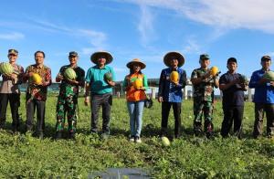 Petani Panen Semangka Hingga 50 Ton di Lahan Bandara Internasional Yogyakarta 