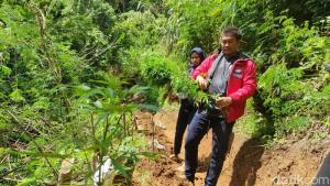 Ternyata Lokasi Ladang Ganja di Gunung Karuhun Cianjur di Lahan Perhutani
