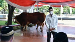 Wapres Ma`ruf Amin Kurban Sapi Simmental Seberat 1 Ton di Masjid Istiqlal
