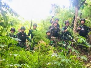Ladang Ganja 5 Hektare Ditemukan di Perbatasan Papua
