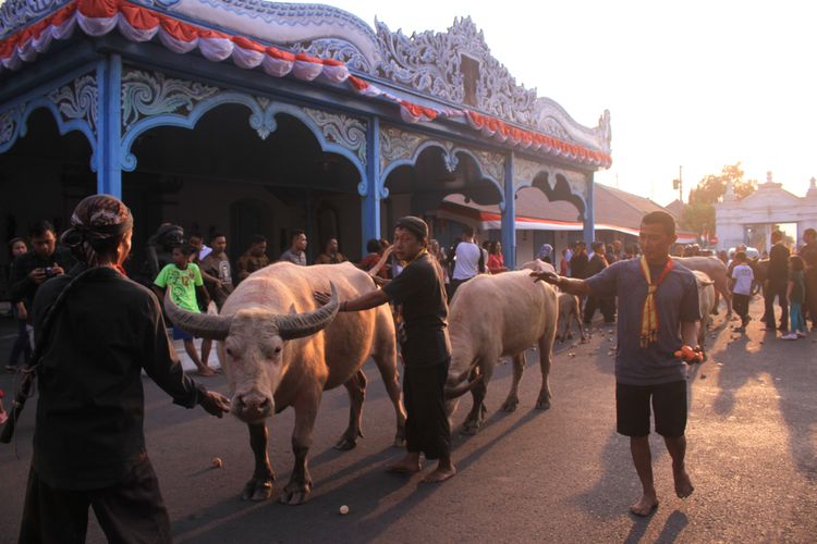 Kirab Malam 1 Suro, Tradisi Mengarak Kerbau Bule Keramat Di Keraton ...