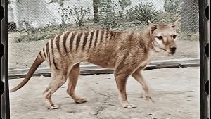 Ilmuwan Akan Coba Bangkitkan Harimau Tasmania dari Kepunahan