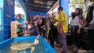2 Ekor Penyu Albino di Sukabumi Pernah Ditawar Ratusan Juta Rupiah