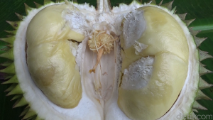Durian Kembang dari Lumajang yang Manis Legit  