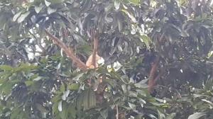 Damkar Evakuasi Kucing Oyen Usai 3 Hari di Atas Pohon Mangga: Lagi Galau Kali