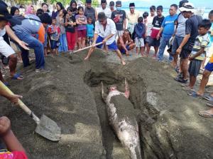KKP Kuburkan Dugong Terdampar Mati di Kabupaten Donggala