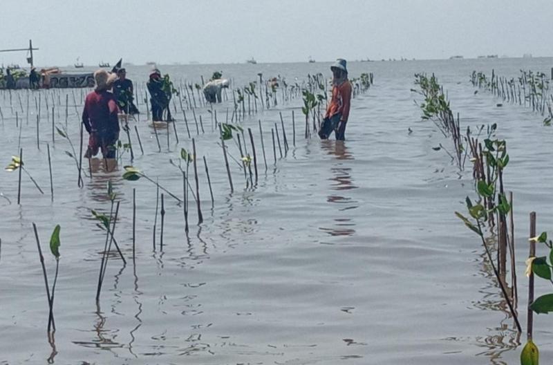 Gotong Royong KKP Bersama Multipihak Capai Target Nasional Perluasan Kawasan Mangrove