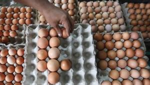 Kabar Gembira, Ada Sinyal Harga Telur Bentar Lagi Turun