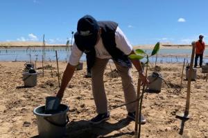 BNPB Tekankan Pentingnya Mangrove untuk Mitigasi Bahaya Tsunami di Pesisir