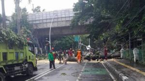 Hujan Angin Sebabkan 3 Pohon Tumbang Timpa Kabel Listrik di Jakpus dan Jaksel